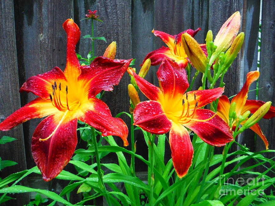 Wet Summer Lilies Along The Fence Photograph by Paddy Shaffer
