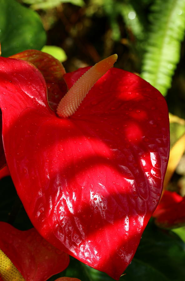 Wet Tail Flower Photograph by Christiane Schulze Art And Photography ...