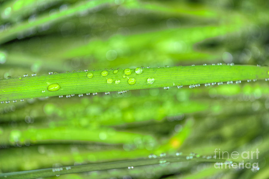 Wet Tall Grass water Drops Photograph by David Zanzinger