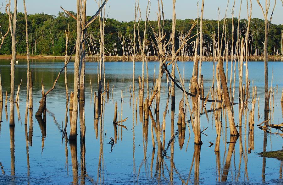 Wet Timbers - Manasquan Reservoir Photograph by Angie Tirado