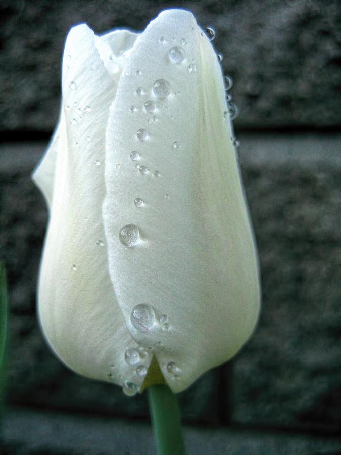 Wet Tulip Photograph by Kathy Bassett