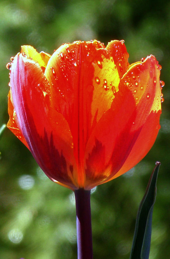 Wet Tulip Photograph by Rona Black