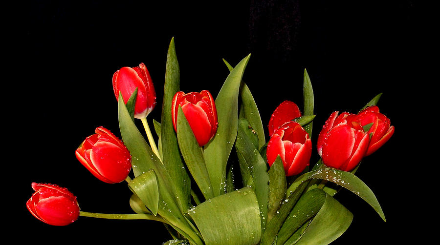 Wet Tulips Photograph by Farol Tomson