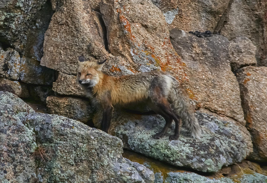 Wet Vixen on the Rocks by Perspective Imagery Wet Vixen on the Rocks by Perspective Imagery
