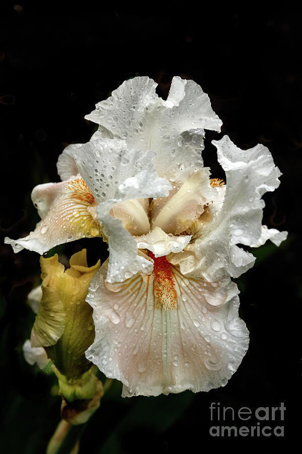 Wet White Iris Photograph by Robert Bales