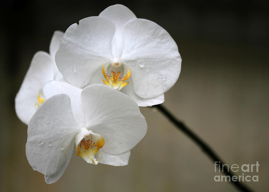 Wet White Orchids Photograph by Sabrina L Ryan