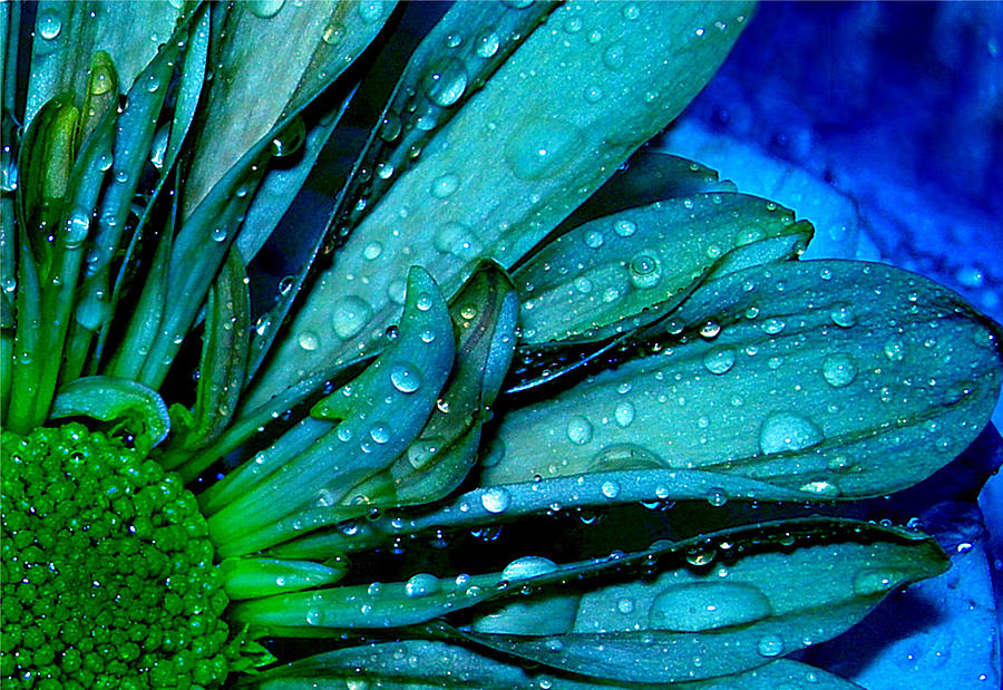 Wet With the Blues Photograph by Darlene Grover