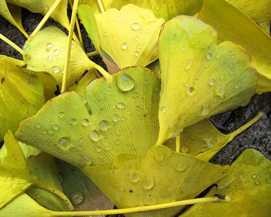 Fall Photograph - Wet Yellow Leaves 2 WC  by Lyle Crump