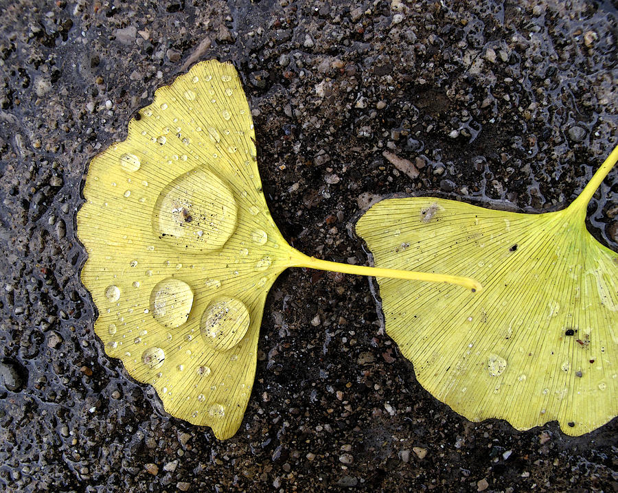 Wet  Yellow Leaves WC  Photograph by Lyle Crump
