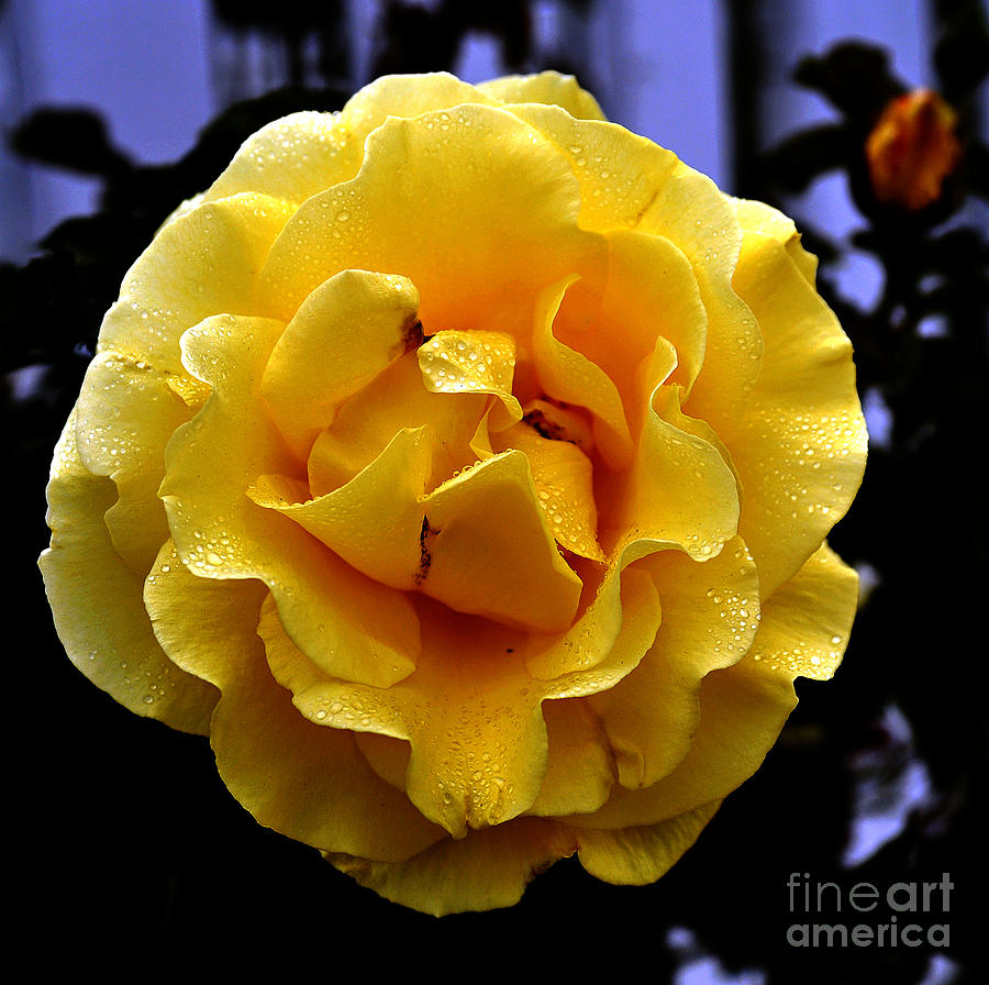 Wet Yellow Rose  Photograph by Clayton Bruster