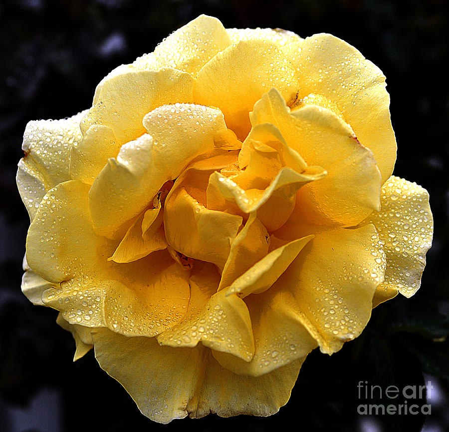 Wet Yellow Rose II Photograph by Clayton Bruster