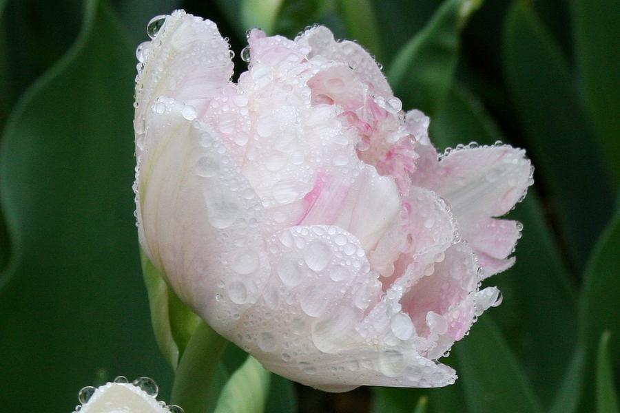 Wet Young Peony Photograph by Polly Castor