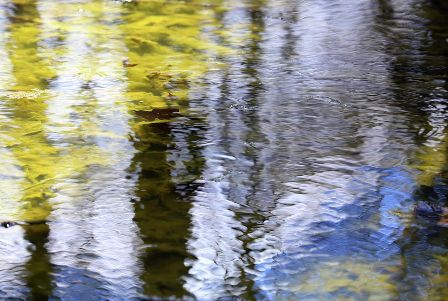 Wetland Abstract 1 Photograph by Mary Bedy