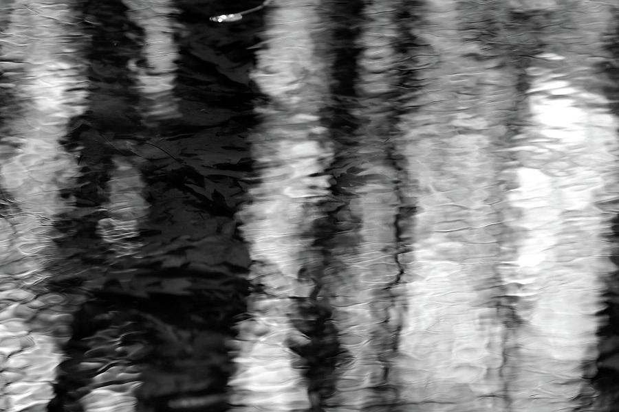 Wetland Abstract 3 BW Photograph by Mary Bedy