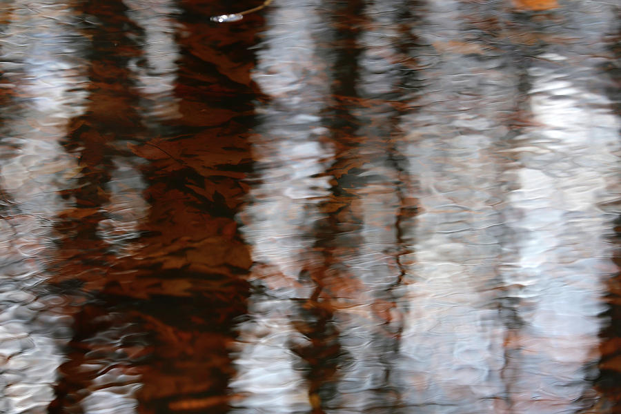 Wetland Abstract 3 Photograph by Mary Bedy