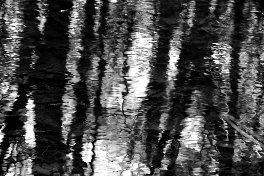 Wetland Abstract 4 BW Photograph by Mary Bedy