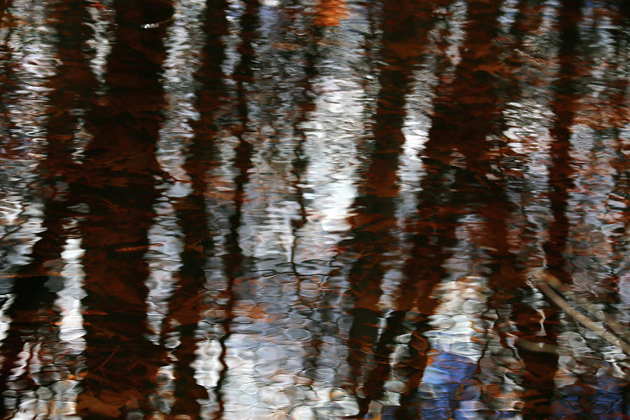 Wetland Abstract 4 Photograph by Mary Bedy