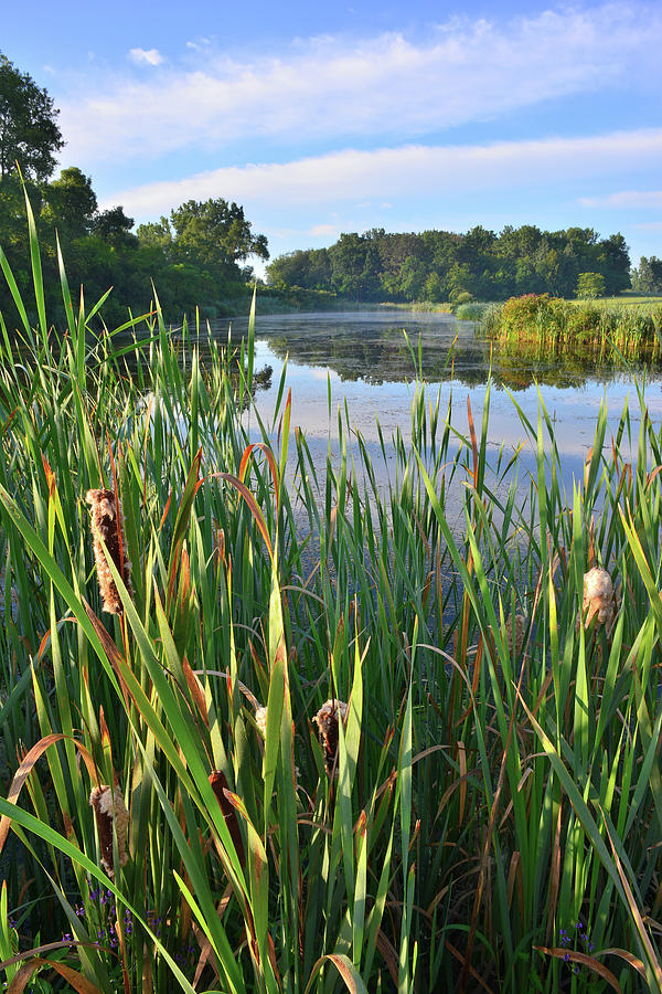 Wetland along Sullivan Lake Road Photograph by Ray Mathis