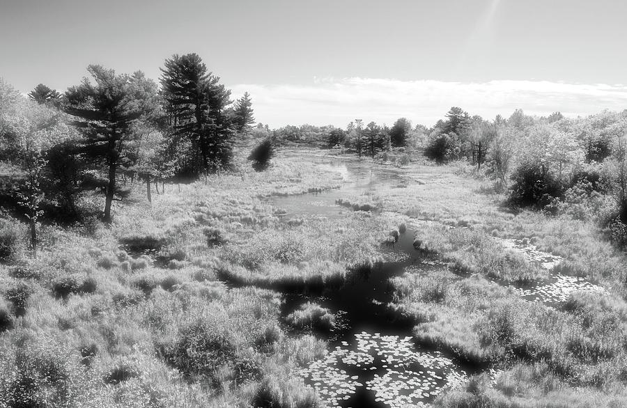 Wetland Between The Trees BW  Photograph by Lyle Crump