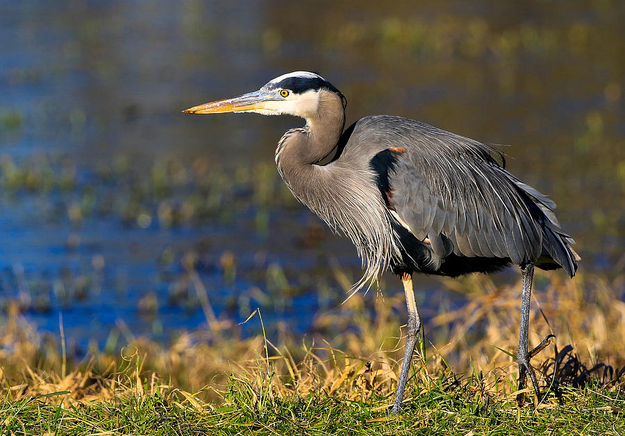 Wetland Bird Photograph by Athena Mckinzie - Fine Art America