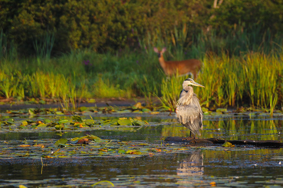 Wetland Buddies - Great Blue Heron - White tailed deer Photograph by Spencer Bush