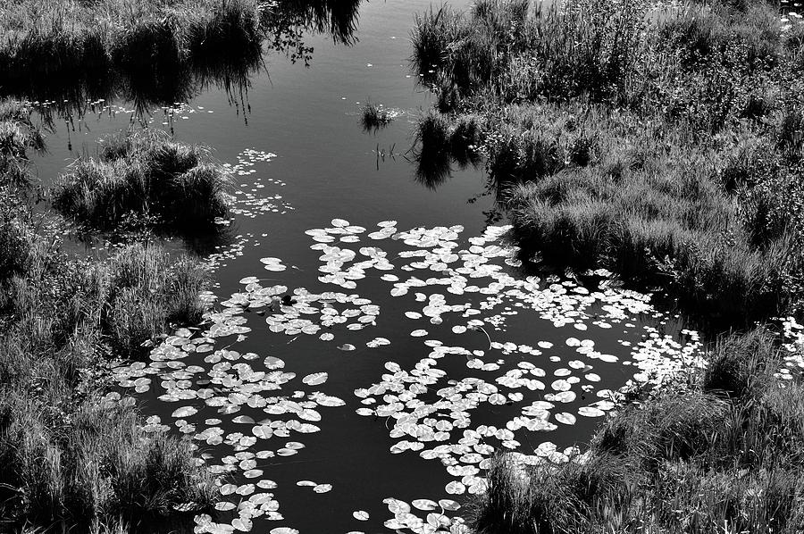Wetland BW2  Photograph by Lyle Crump