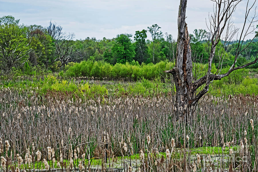 Wetland Cattails Photograph