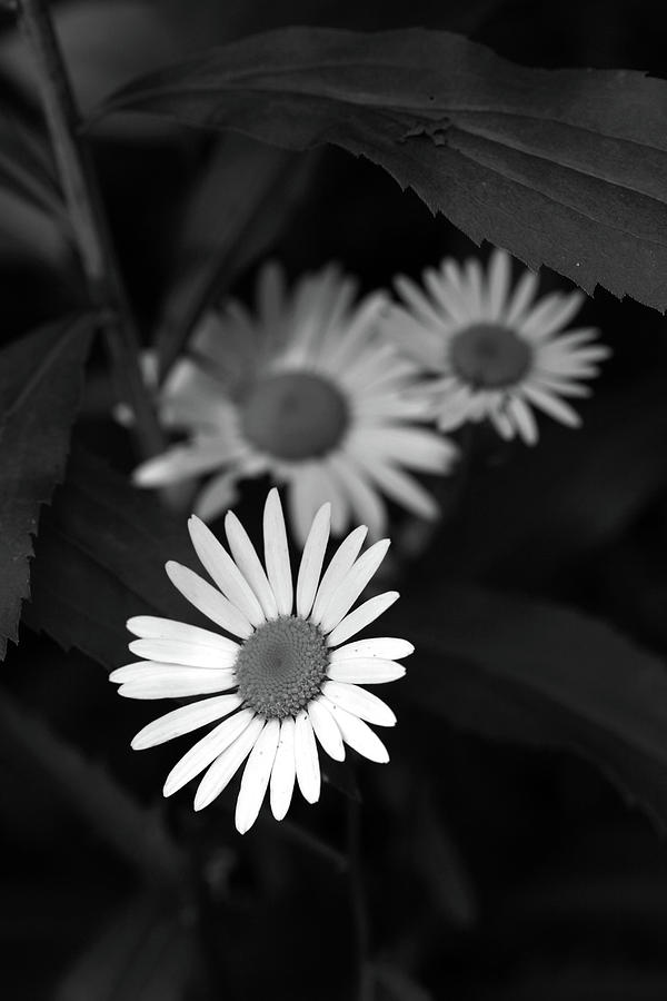 Wetland Daisies BW Photograph by Mary Bedy