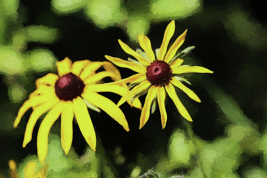Wetland Daisies Painterly 070818 Photograph by Mary Bedy