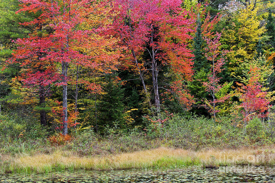 Wetland Fall Foliage Photograph by Alan L Graham