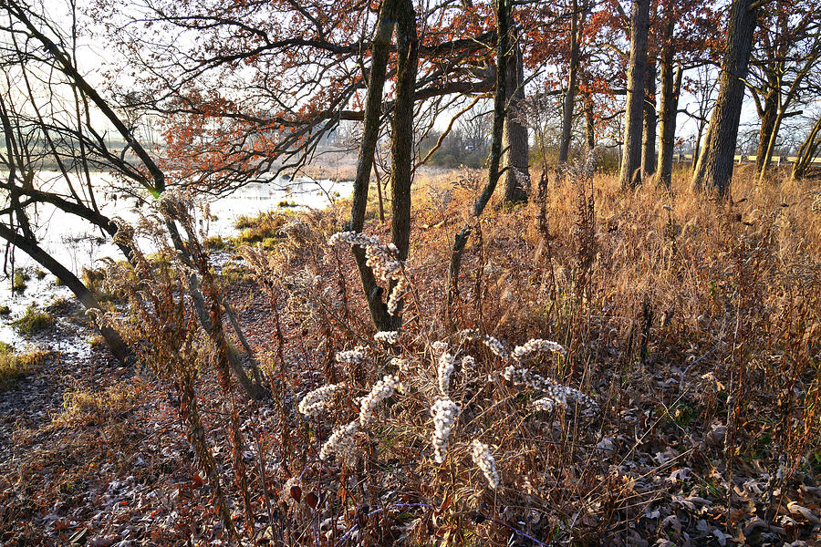 Wetland Forest in Glacial Park Photograph by Ray Mathis