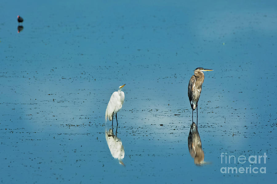 Bird Photograph - Wetland Friends by Patrick Lynch
