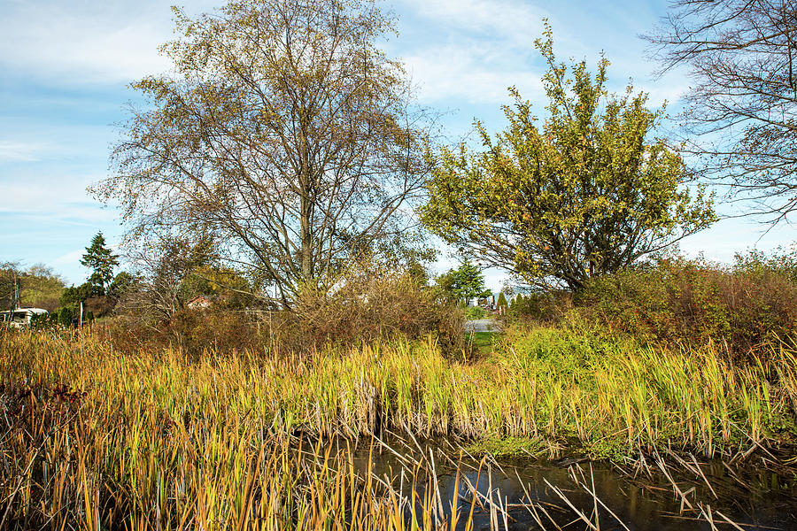 Wetland Grass and Apple Tree Photograph by Tom Cochran