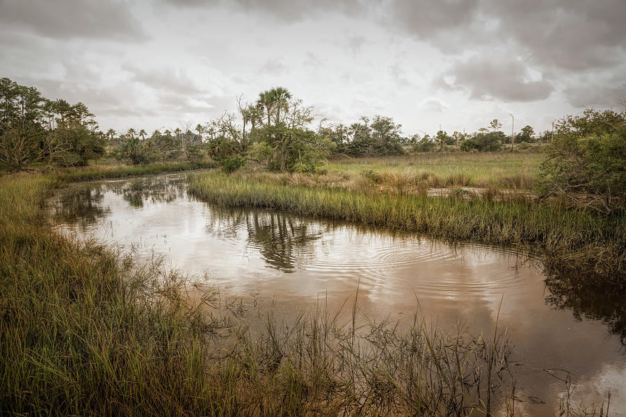 Wetland Habitat Photograph by John M Bailey