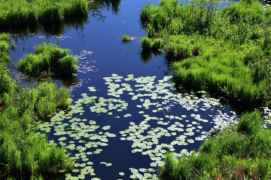 Wetland  Photograph by Lyle Crump
