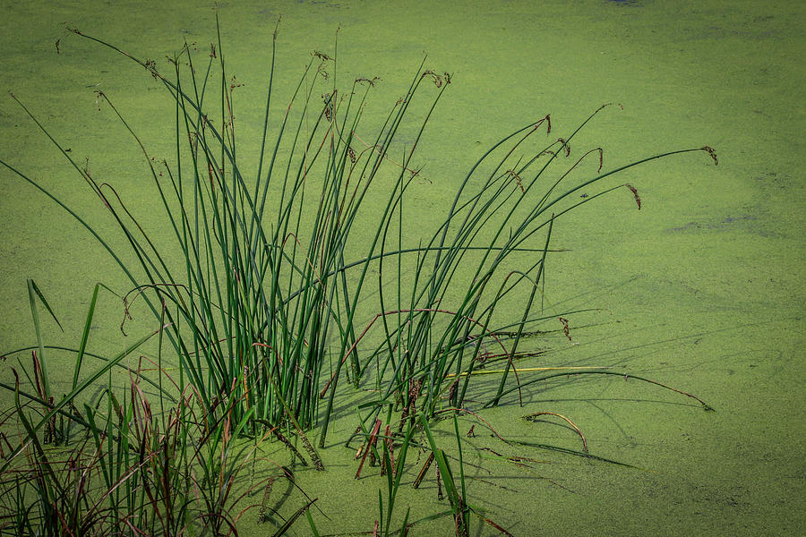 Wetland Marsh Photograph by Ray Congrove