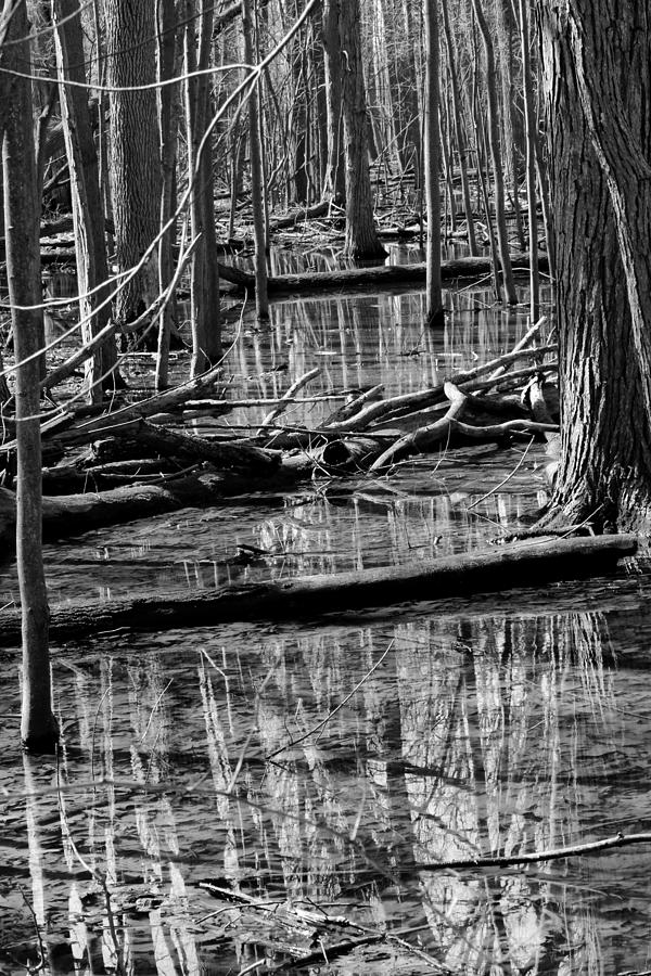 Wetland Reflections 100 BW Photograph by Mary Bedy - Fine Art America