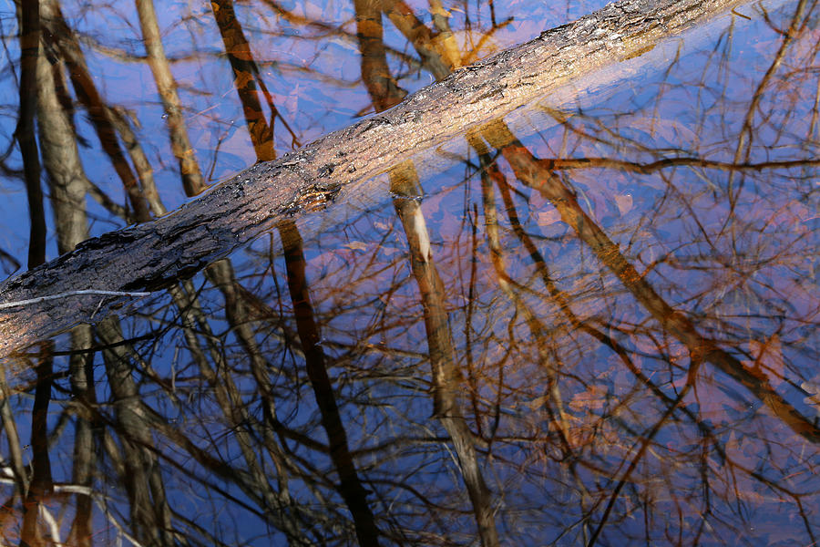 Spring Photograph - Wetland Reflections 103 by Mary Bedy