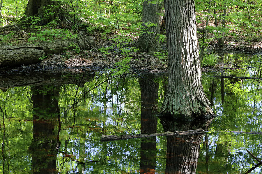Wetland Reflections 3 052318 Photograph by Mary Bedy