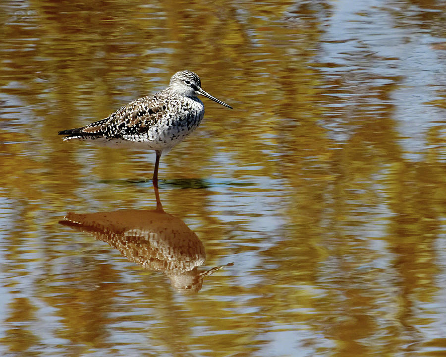 Wetland Reflections Photograph by Dawn Currie