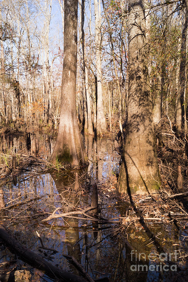 Wetland Reflections in the Fall at Waccamaw River Park Photograph by MM Anderson