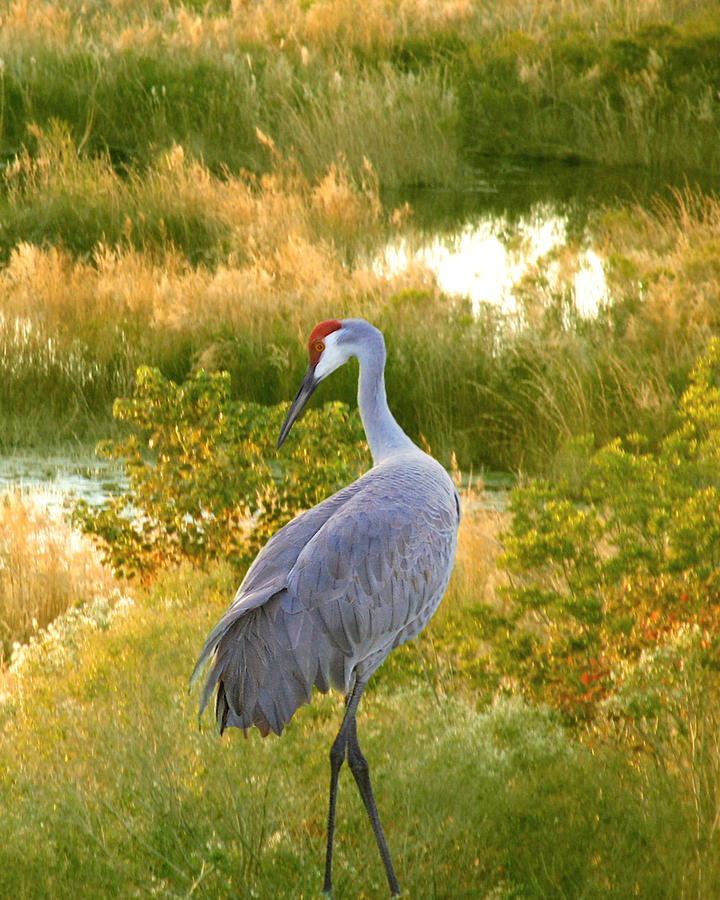 Crane Photograph - Wetland Splendor by Adele Moscaritolo