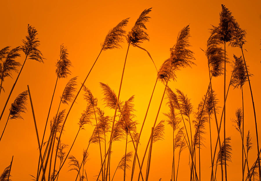 Wetland Sunset Photograph by Bruce Pritchett