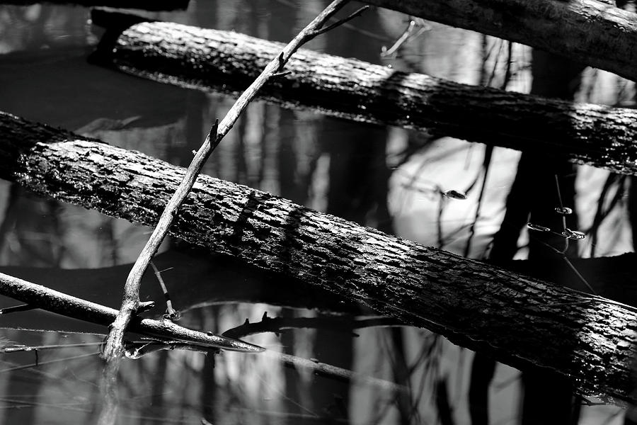 Wetland Timber 2 BW Photograph by Mary Bedy