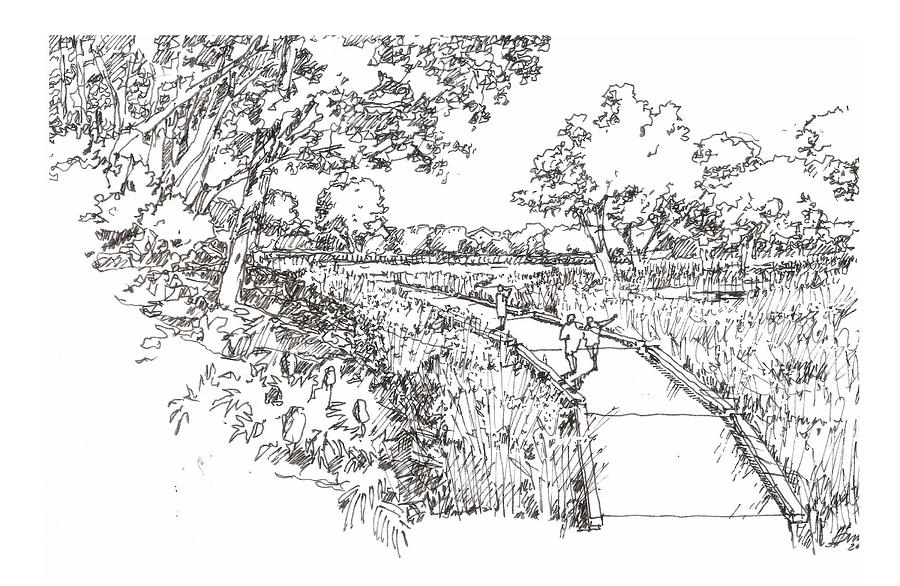 Wetland Trail Drawing by Andrew Drozdowicz