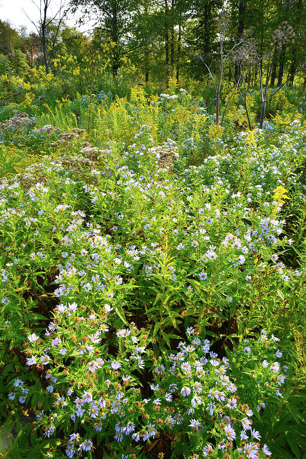Wetland Wildflowers of Hennen Conservation Area Photograph by Ray Mathis