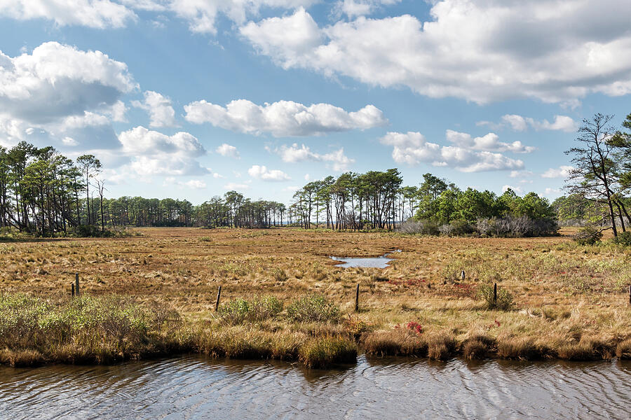 Wetlands 4 -  Photograph by Julie Weber
