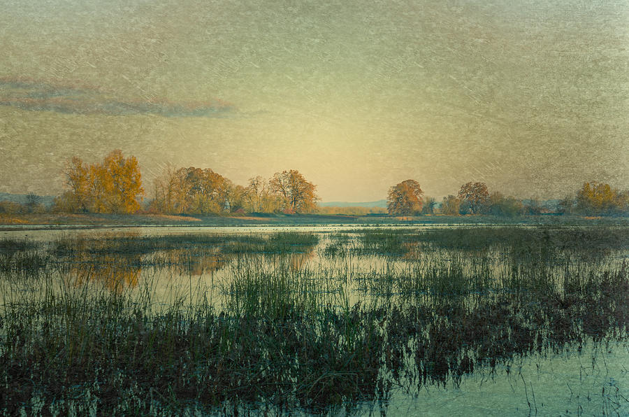 Wetlands Photograph by Don Schwartz