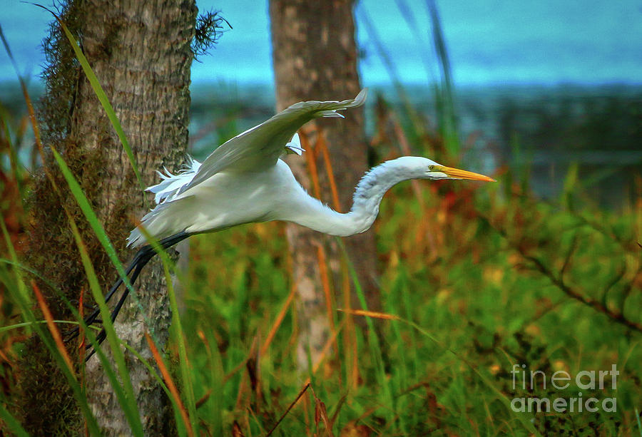 Wetlands Egret Photograph by Tom Claud