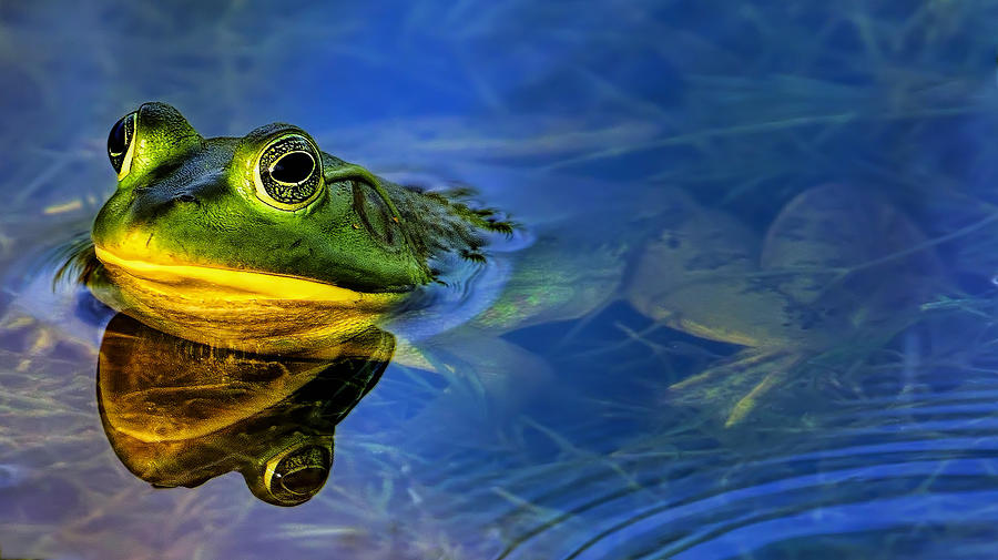 Wetlands Frog Photograph by Bill Dodsworth
